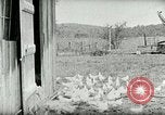 Image of Poultry farm Berea Kentucky United States USA, 1933, second 30 stock footage video 65675021269