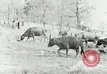 Image of dairy farm Berea Kentucky United States USA, 1933, second 12 stock footage video 65675021270