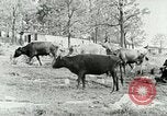 Image of dairy farm Berea Kentucky United States USA, 1933, second 13 stock footage video 65675021270