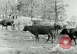 Image of dairy farm Berea Kentucky United States USA, 1933, second 14 stock footage video 65675021270