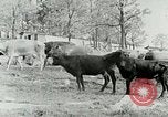 Image of dairy farm Berea Kentucky United States USA, 1933, second 15 stock footage video 65675021270