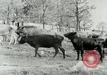 Image of dairy farm Berea Kentucky United States USA, 1933, second 16 stock footage video 65675021270