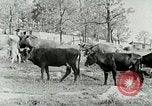 Image of dairy farm Berea Kentucky United States USA, 1933, second 17 stock footage video 65675021270