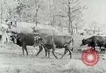 Image of dairy farm Berea Kentucky United States USA, 1933, second 19 stock footage video 65675021270