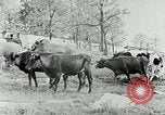 Image of dairy farm Berea Kentucky United States USA, 1933, second 20 stock footage video 65675021270