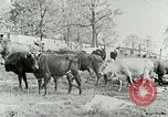 Image of dairy farm Berea Kentucky United States USA, 1933, second 22 stock footage video 65675021270