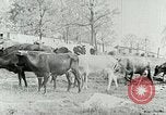 Image of dairy farm Berea Kentucky United States USA, 1933, second 24 stock footage video 65675021270