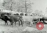 Image of dairy farm Berea Kentucky United States USA, 1933, second 25 stock footage video 65675021270