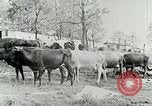 Image of dairy farm Berea Kentucky United States USA, 1933, second 26 stock footage video 65675021270