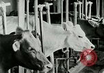 Image of dairy farm Berea Kentucky United States USA, 1933, second 27 stock footage video 65675021270