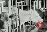 Image of dairy farm Berea Kentucky United States USA, 1933, second 31 stock footage video 65675021270