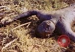 Image Bataille d'Eniwetok l'atoll Eniwetok Iles Marshall, 1944, de la seconde 41 séquences d'archives historiques vidéo 65675021289