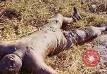 Image Bataille d'Eniwetok l'atoll Eniwetok Iles Marshall, 1944, de la seconde 44 séquences d'archives historiques vidéo 65675021289