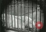 Image of wild animals United States USA, 1921, second 12 stock footage video 65675021528