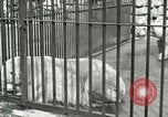 Image of wild animals United States USA, 1921, second 13 stock footage video 65675021528