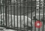 Image of wild animals United States USA, 1921, second 17 stock footage video 65675021528