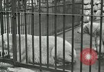 Image of wild animals United States USA, 1921, second 18 stock footage video 65675021528