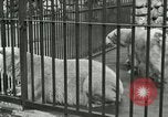 Image of wild animals United States USA, 1921, second 19 stock footage video 65675021528