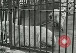 Image of wild animals United States USA, 1921, second 20 stock footage video 65675021528
