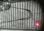 Image of wild animals United States USA, 1921, second 24 stock footage video 65675021528