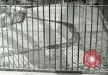 Image of wild animals United States USA, 1921, second 25 stock footage video 65675021528