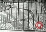 Image of wild animals United States USA, 1921, second 26 stock footage video 65675021528