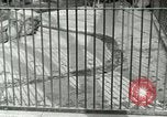 Image of wild animals United States USA, 1921, second 27 stock footage video 65675021528