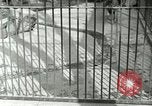 Image of wild animals United States USA, 1921, second 29 stock footage video 65675021528