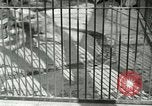 Image of wild animals United States USA, 1921, second 30 stock footage video 65675021528