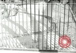 Image of wild animals United States USA, 1921, second 31 stock footage video 65675021528