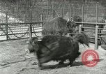 Image of wild animals United States USA, 1921, second 32 stock footage video 65675021528