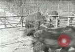 Image of wild animals United States USA, 1921, second 33 stock footage video 65675021528