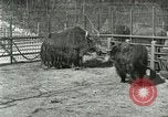 Image of wild animals United States USA, 1921, second 34 stock footage video 65675021528