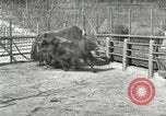 Image of wild animals United States USA, 1921, second 35 stock footage video 65675021528