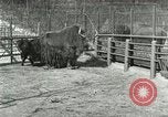 Image of wild animals United States USA, 1921, second 36 stock footage video 65675021528
