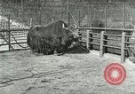 Image of wild animals United States USA, 1921, second 37 stock footage video 65675021528