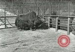 Image of wild animals United States USA, 1921, second 38 stock footage video 65675021528