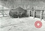 Image of wild animals United States USA, 1921, second 39 stock footage video 65675021528