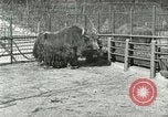 Image of wild animals United States USA, 1921, second 40 stock footage video 65675021528