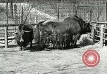 Image of wild animals United States USA, 1921, second 43 stock footage video 65675021528