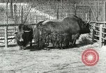 Image of wild animals United States USA, 1921, second 44 stock footage video 65675021528