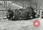 Image of wild animals United States USA, 1921, second 45 stock footage video 65675021528