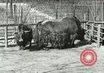 Image of wild animals United States USA, 1921, second 47 stock footage video 65675021528