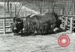 Image of wild animals United States USA, 1921, second 48 stock footage video 65675021528