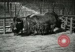 Image of wild animals United States USA, 1921, second 49 stock footage video 65675021528