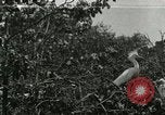 Image of wild birds United States USA, 1921, second 1 stock footage video 65675021529
