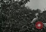 Image of wild birds United States USA, 1921, second 3 stock footage video 65675021529