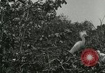 Image of wild birds United States USA, 1921, second 4 stock footage video 65675021529