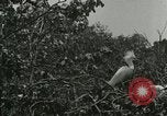 Image of wild birds United States USA, 1921, second 5 stock footage video 65675021529
