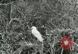 Image of wild birds United States USA, 1921, second 6 stock footage video 65675021529